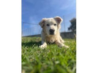 12 ANNI! MORENO CERCA UN LUOGO CALDO, UNA CIOTOLA DI CIBO, UN RAGGIO DI SOLE!