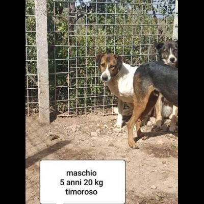 CANI IN ADOZIONE URGE AIUTARLI - Foto 2