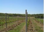 Azienda agricola in vendita a Castiglione del Lago 180000 mq  Rif: 1377074