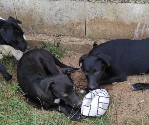 CAGNOLINO IN ADOZIONE: RAOUL, tenerissimo,mix labrador, taglia medio contenuta. - Foto 2
