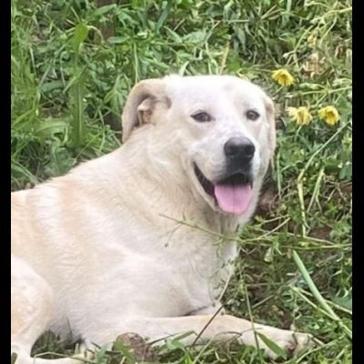LIBECCIO bravo e pacato, aspetta una famiglia, cane in adozione