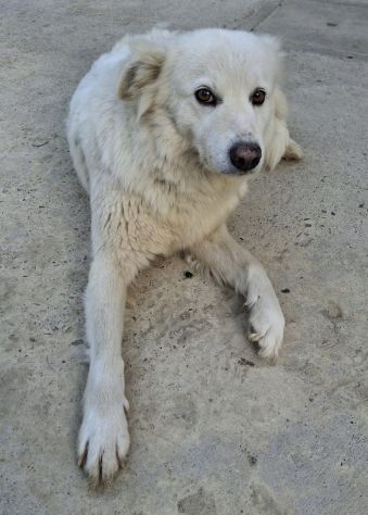LINDA 1 ANNO SIMIL VOLPINA - Foto 9