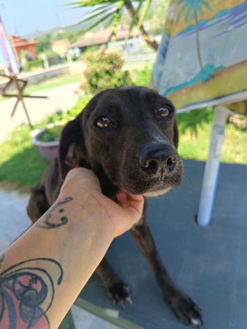 Coffee cagnolina taglia piccola 8 kg - Foto 4
