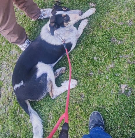 Kiki in adozione - Foto 8