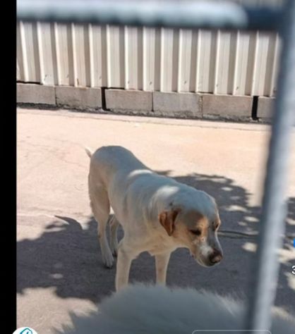 OSVALDO MIX LABRADOR CANE IN ADOZIONE - Foto 8
