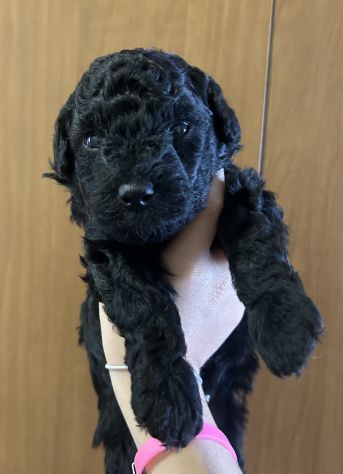Barboncino nano maschio nero - Foto 2