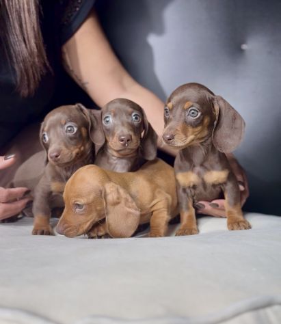 BASSOTTO NANO TEDESCO CUCCIOLATA ITALIANA - bassotti nani - Pag. agevolato - Foto 4
