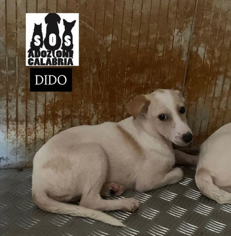 CUCCIOLI IN ADOZIONE - Foto 3