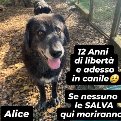 DUE NONNINE DOLCISSIME CERCANO CASA, CAGNOLINE IN ADOZIONE - Foto 6