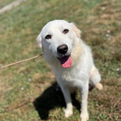 AGNESE TIMIDA E DELICATA CAGNOLINA IN ADOZIONE - Foto 7