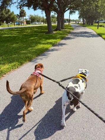 Ragazzo offre passeggiate per cani / Dog sitter a Torino - Foto 2