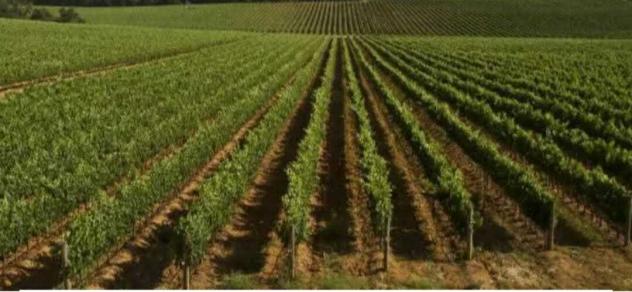 Vigneto in vendita a Mazara del Vallo - Foto 4