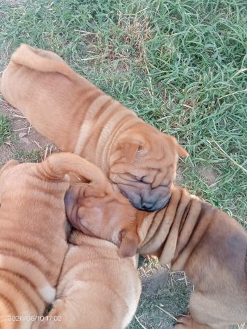 Shar Pei (cuccioli di SharPei)