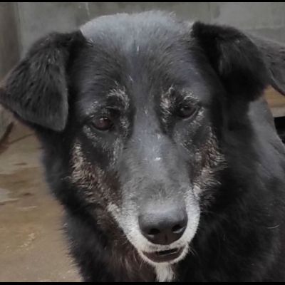 ALMA MATERNA ED AMOREVOLE CAGNOLONA IN ADOZIONE - Foto 4