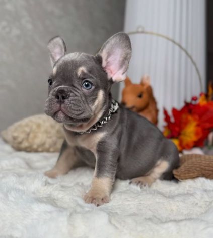 BULLDOG FRANCESE CUCCIOLI TOP- FRENCH BOULEDOGUE pag dilazionato - Foto 3