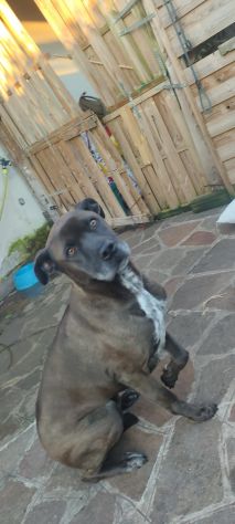 THOR, 5 ANNI (08/09/20): SBATTUTO IN CANILE... CERCA UNA FAMIGLIA VERA! - Foto 4