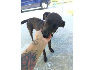 Coffee cagnolina taglia piccola 8 kg