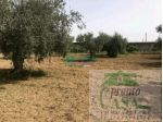 TERRENO AGRICOLO CON POSSIBILITA' EDIFICATORIA