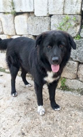 IL MERAVIGLIOSO LEONE IN CERCA DI UNA FAMIGLIA - Foto 9