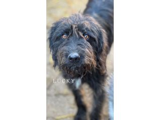 Cani TOTAL BLACK: i cani invisibili! Cercano famiglia