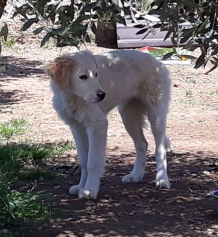 LOTHAR, tenero cucciolone mix setter - Foto 6
