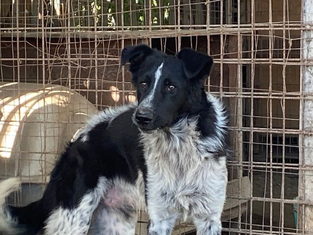 TOTÒ ADORABILE CERCA CASA, CANE IN ADOZIONE - Foto 2