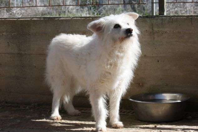 Il mio unico desiderio è una famiglia, che sia per un anno o un giorno, ma mia. - Foto 3