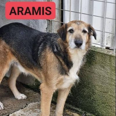 La triste storia dei tre moschettieri cagnolini in adozione - Foto 2