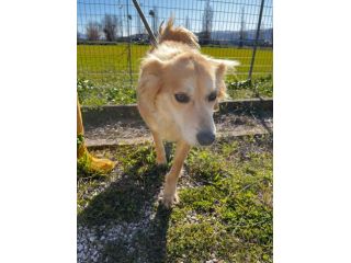 Salvo, cagnolino che implora carezze