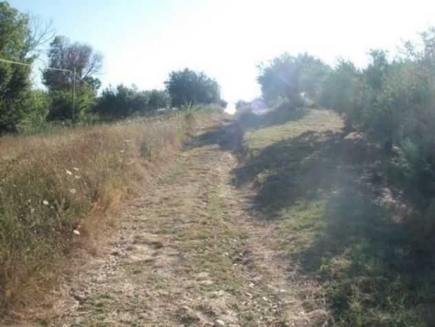 Uliveto in vendita a Lanciano