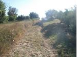 Uliveto in vendita a Lanciano