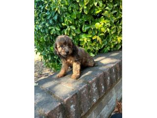 Maschietto Barboncino toy colore marrone (brindle)