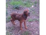 TOMMY, bracco dolcissimo per un cuore grande