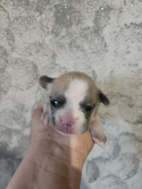 Bulldog francese lilac - Foto 9