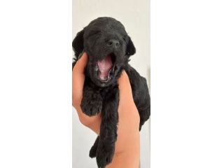 Vendo animali