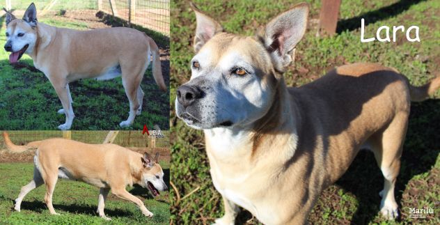EMERGENZA Cani anziani anche il NIENTE per loro è TUTTO, Aiutateci a salvarli - Foto 6