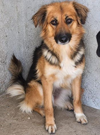 FRECCIA - 4 ANNI - 13/15 KG CIRCA