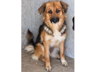FRECCIA - 4 ANNI - 13/15 KG CIRCA