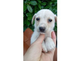 Cocco cucciolo taglia piccola