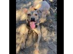 TERRY SOCIEVOLE MENDICA CAREZZE CAGNOLINA IN ADOZIONE