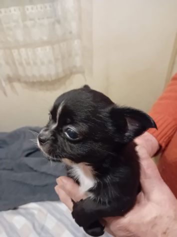 Tre cuccioli chihuahua - Foto 3