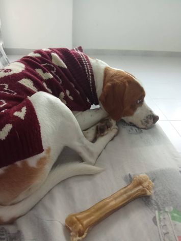 Lele - Foto 3