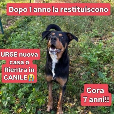 CORA CAGNOLINA IN ADOZIONE - Foto 6