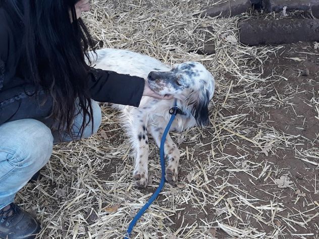 ARGO, dolcissimo setter - Foto 2