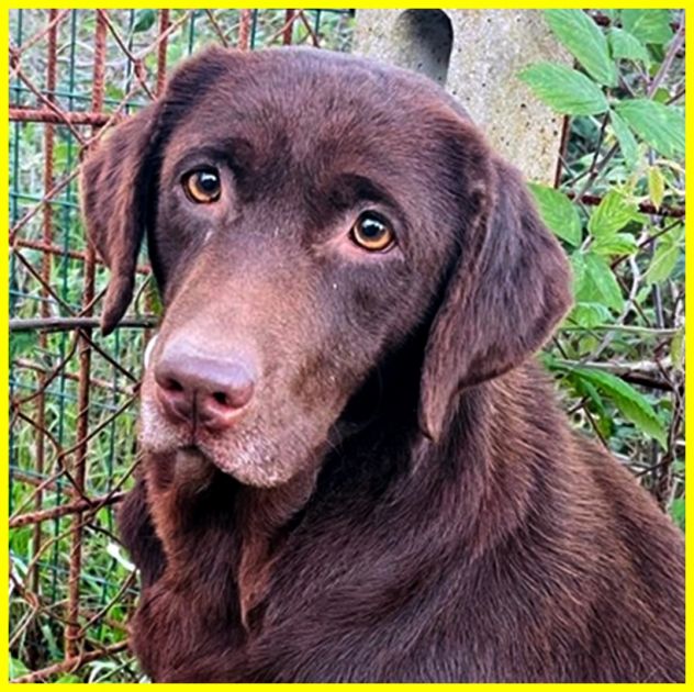 KUBRA labrador chocolate cieca e spaventata - Foto 4
