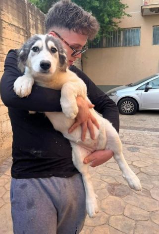 MARILYN E MISTY CUCCIOLE IN ADOZIONE - Foto 3