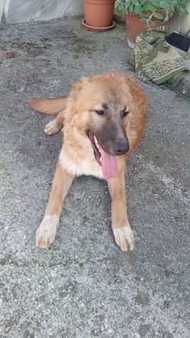 Tonino cucciolo - Foto 5