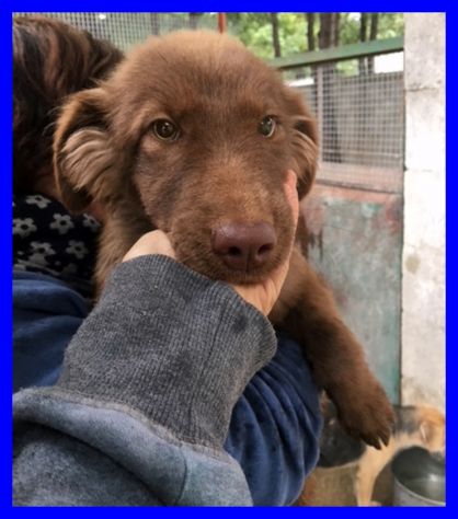 NAPEA,DOLCE CUCCIOLA ABBANDONATA CERCA CASA - Foto 4