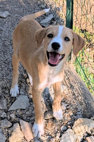 Piccola Dolly, cucciola cerca famiglia - Foto 9