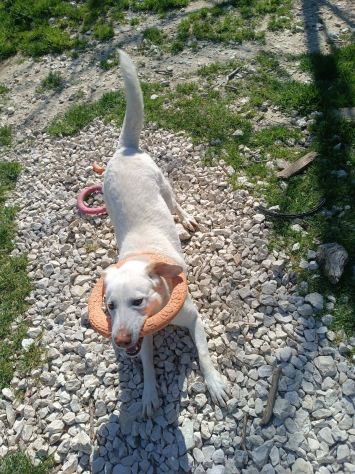 Casper - Foto 9
